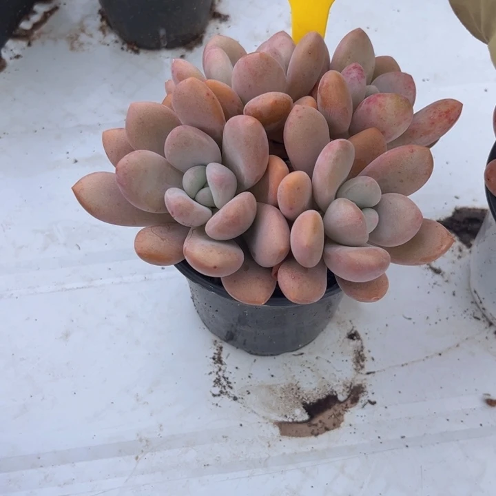 915 00000000000000000