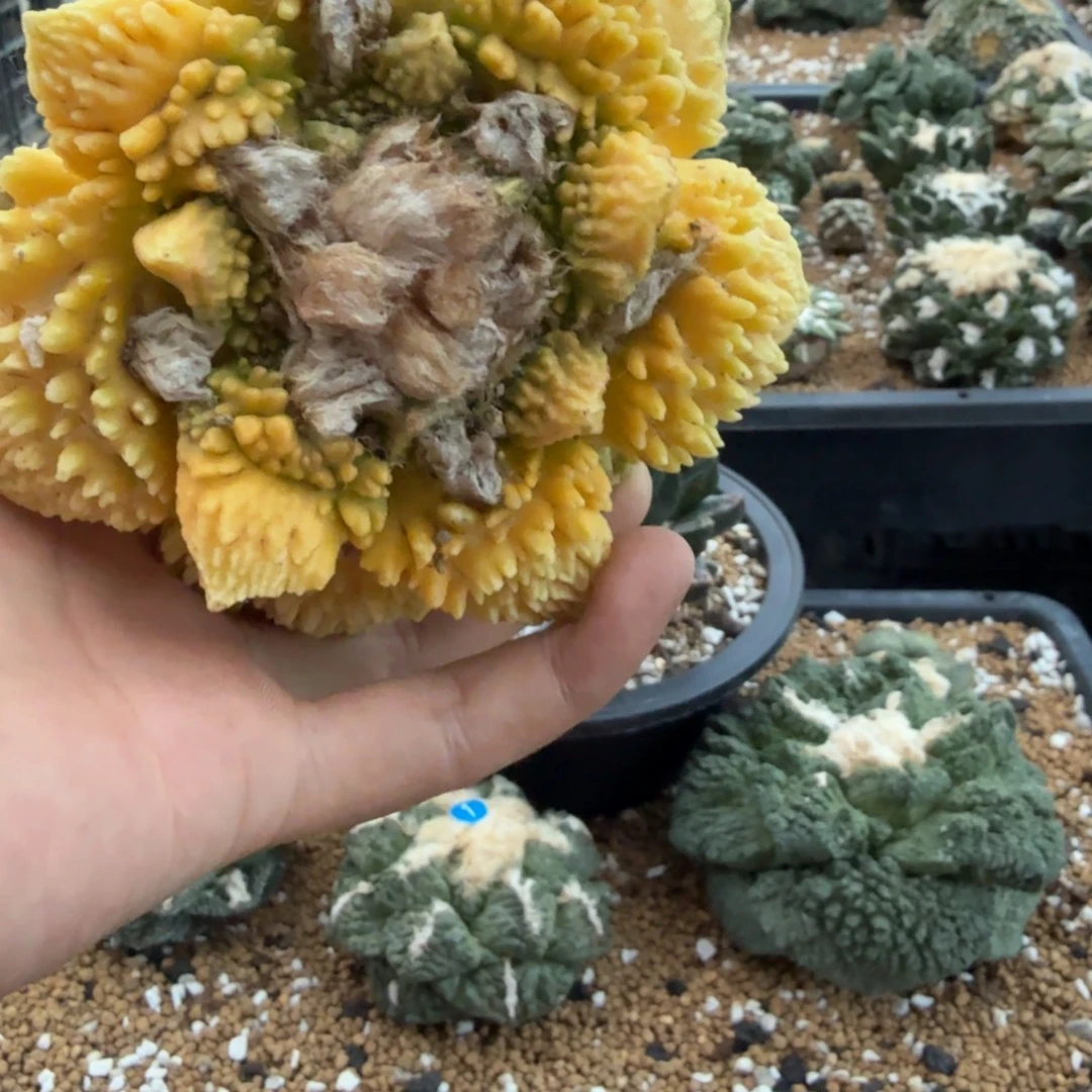 穿***o仙人球开花一个福利品