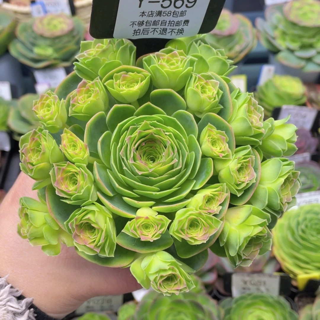 梦屿玫瑰一物一拍569