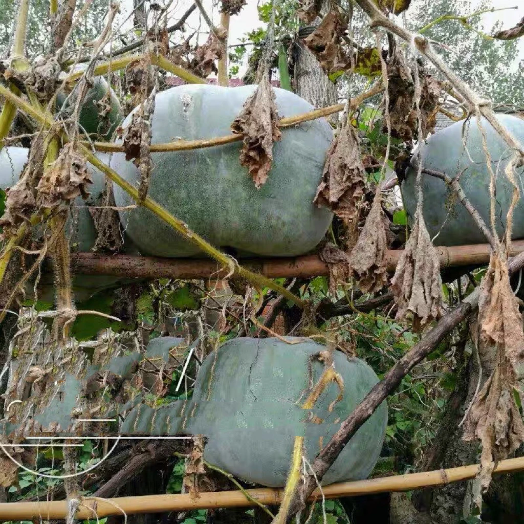 农家传统冬瓜种子 扁冬瓜种子 原生态老种子非转基因 可留种