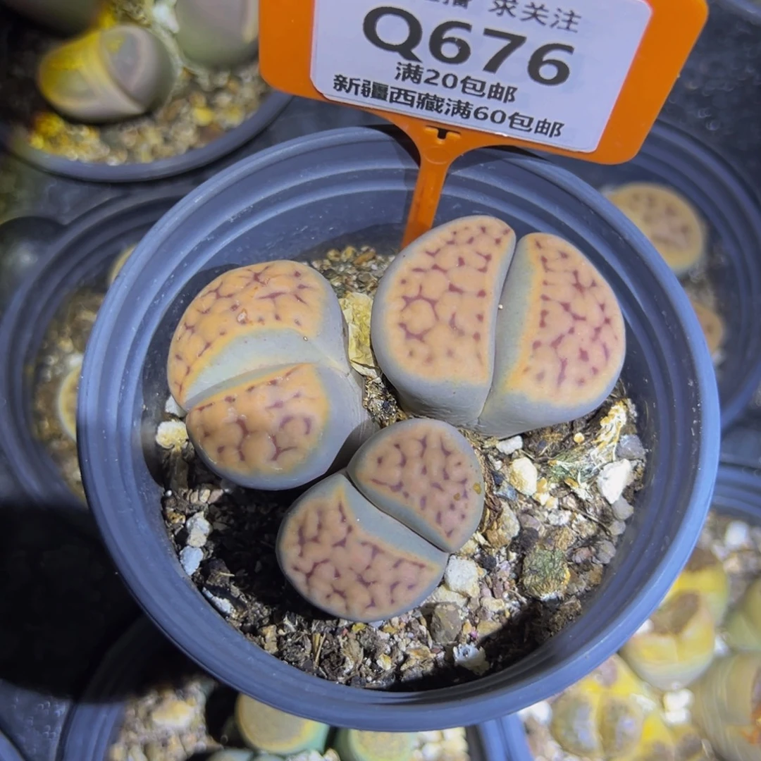 豆***珠676 一物一拍，默认有伤，介意勿拍，不退不换