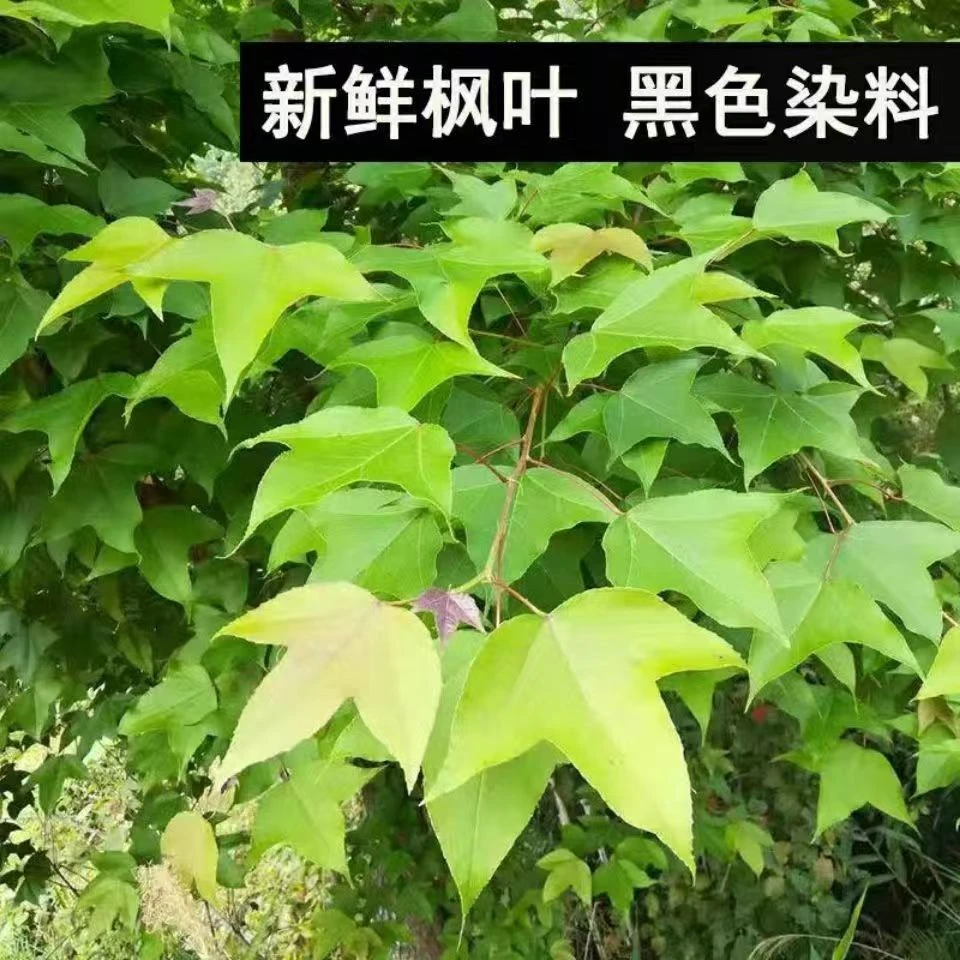 广西现摘新鲜枫叶乌米饭染料野生植物枫树叶鸡爪枫五色糯米染料