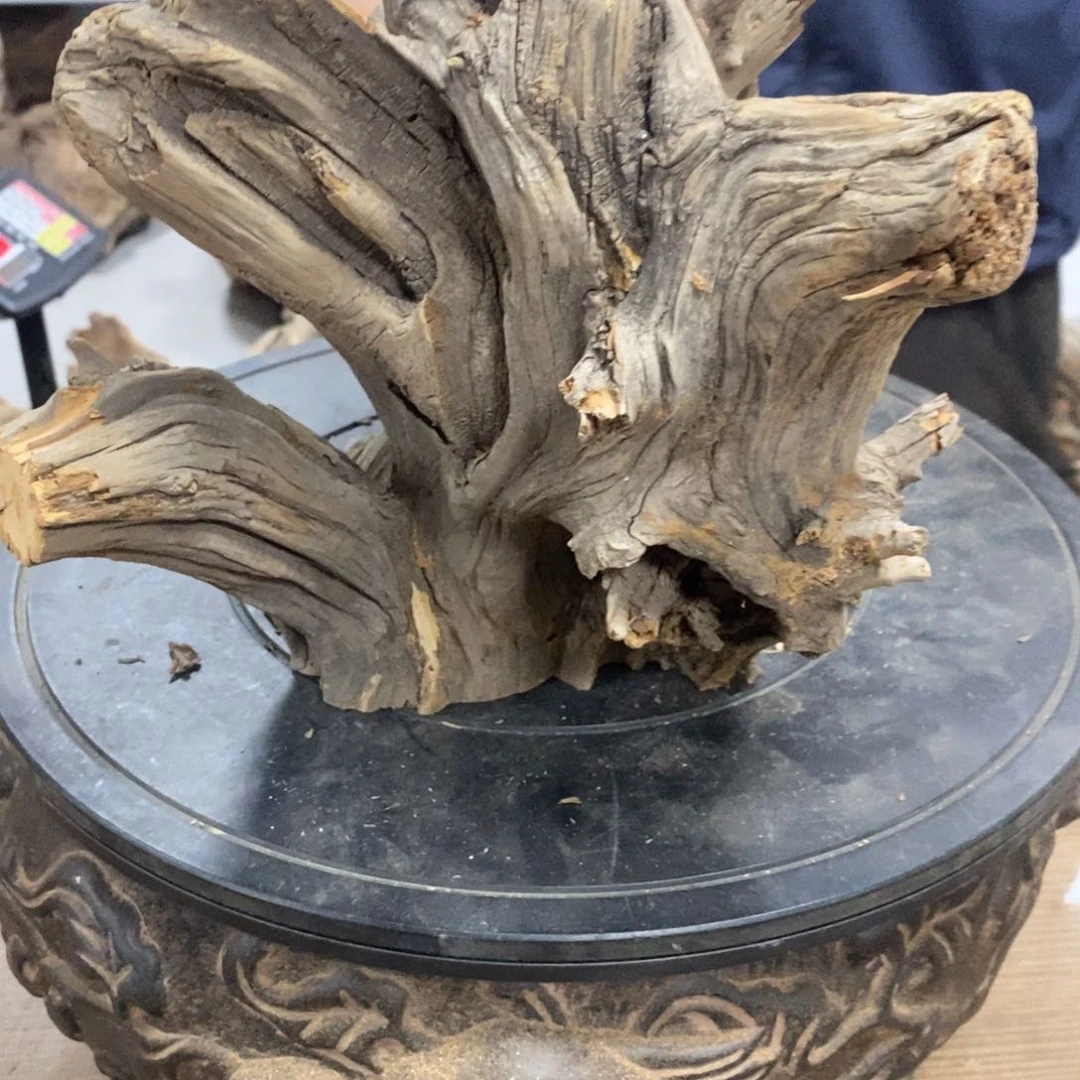 小***仙柏木（崖柏）我们都是好孩子