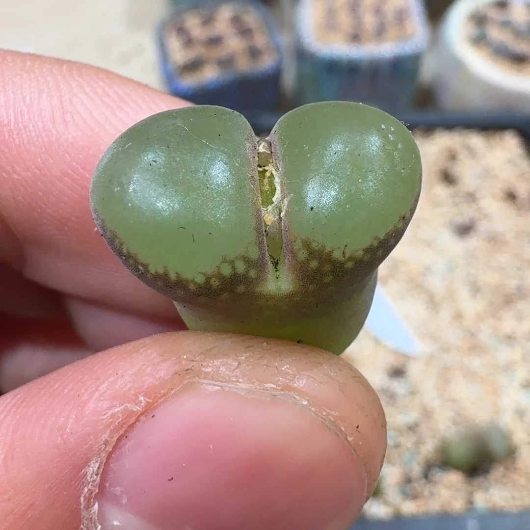 192ppppppppooopopopoopo