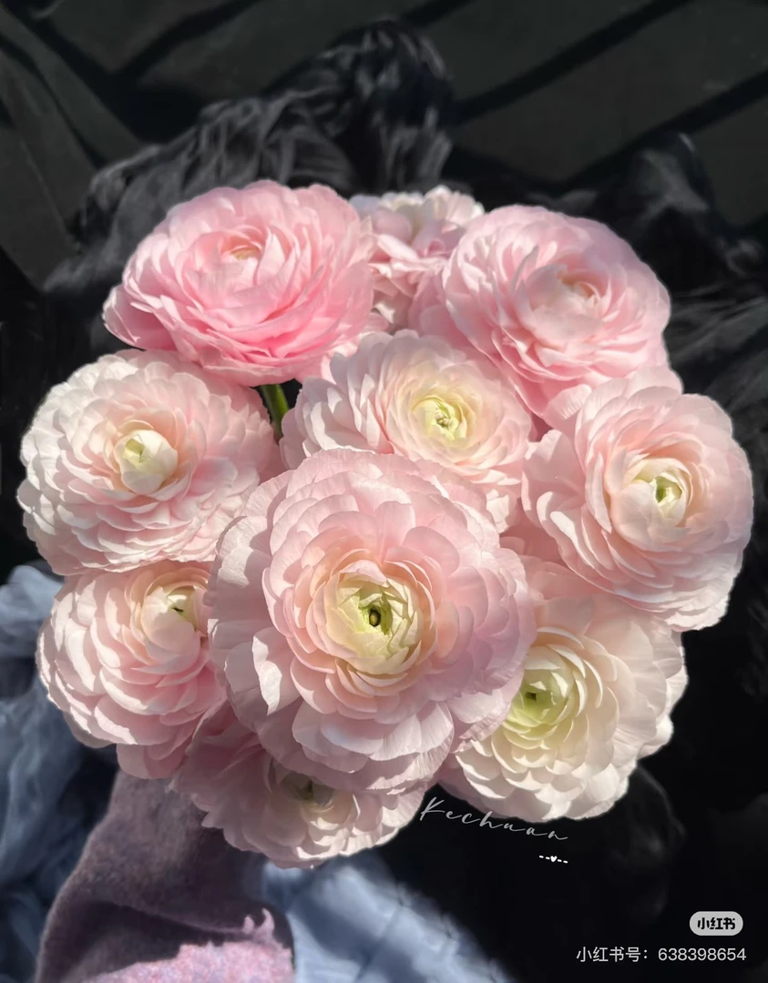 【花甜悦夏优选】樱花粉洋牡丹（一支不售后3个冷链4个空运）