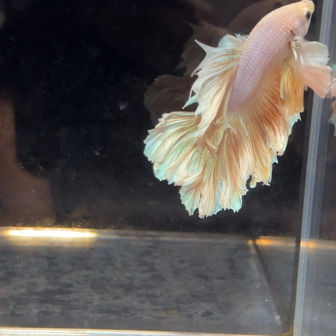 斗鱼16号巨耳黄色花瓣