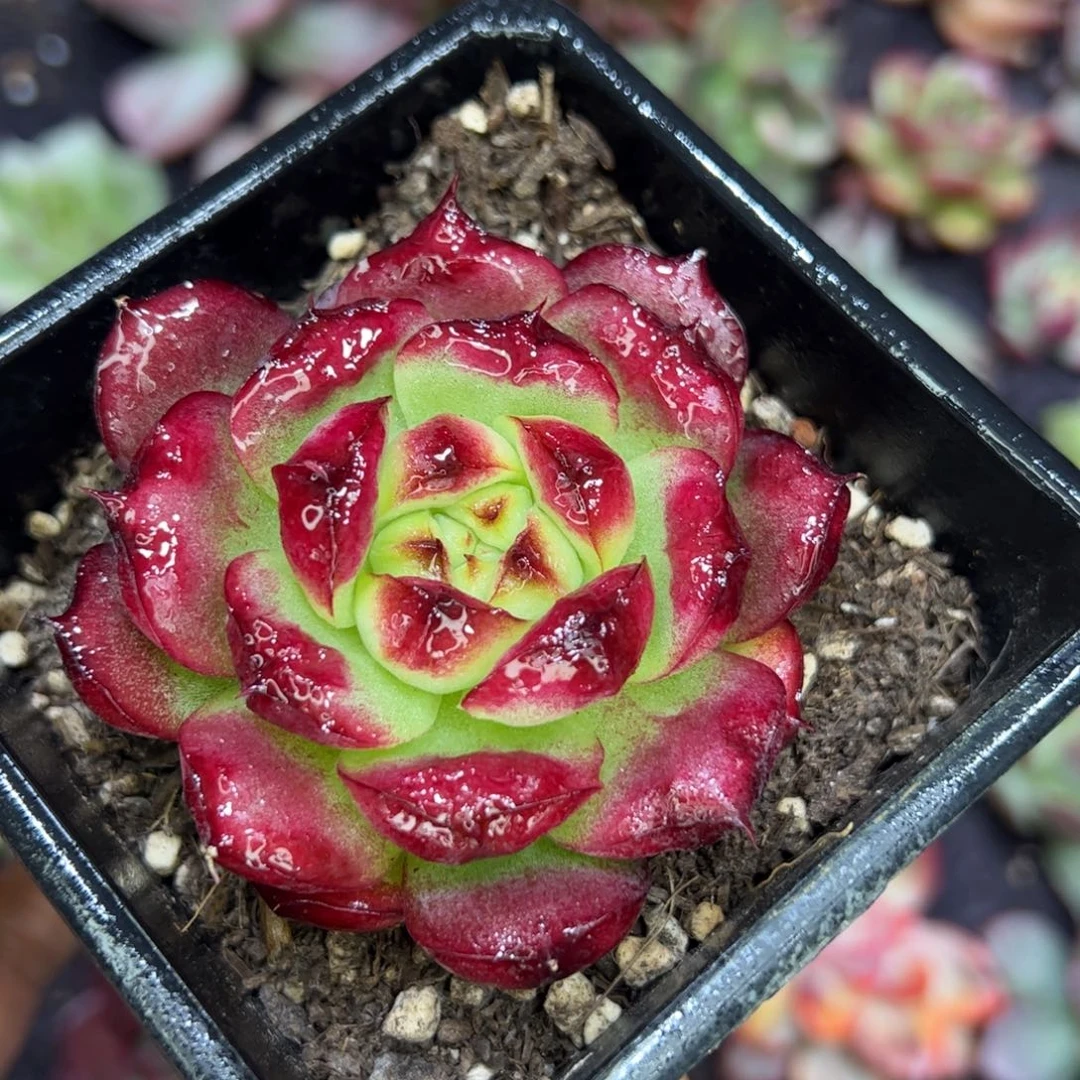 东云宝石，多肉植物