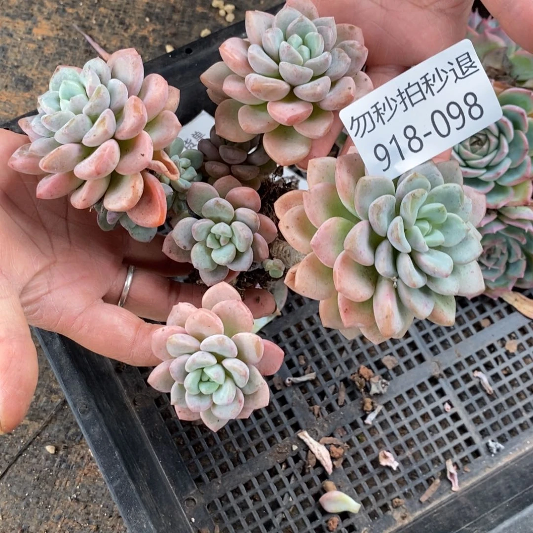 勿秒拍秒退 918-098佰露