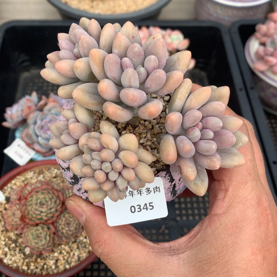 345汤圆缀化多肉一颗11厘米
