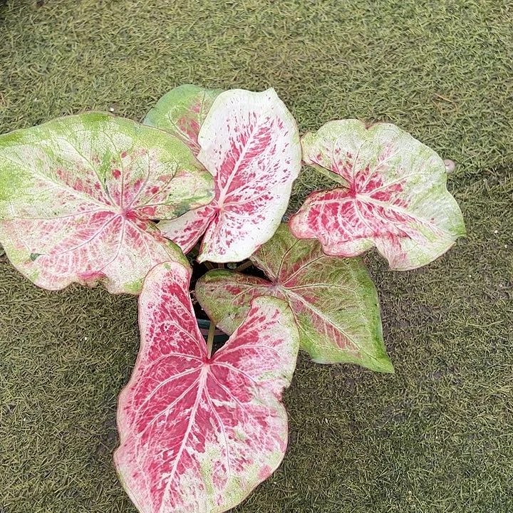 无花朵变异全透富翁23