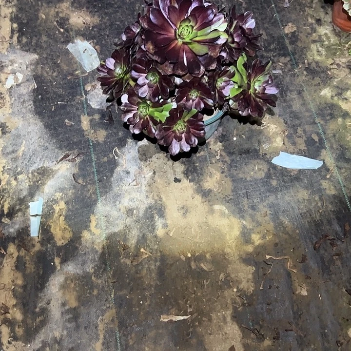 不包侧枝一物一拍40