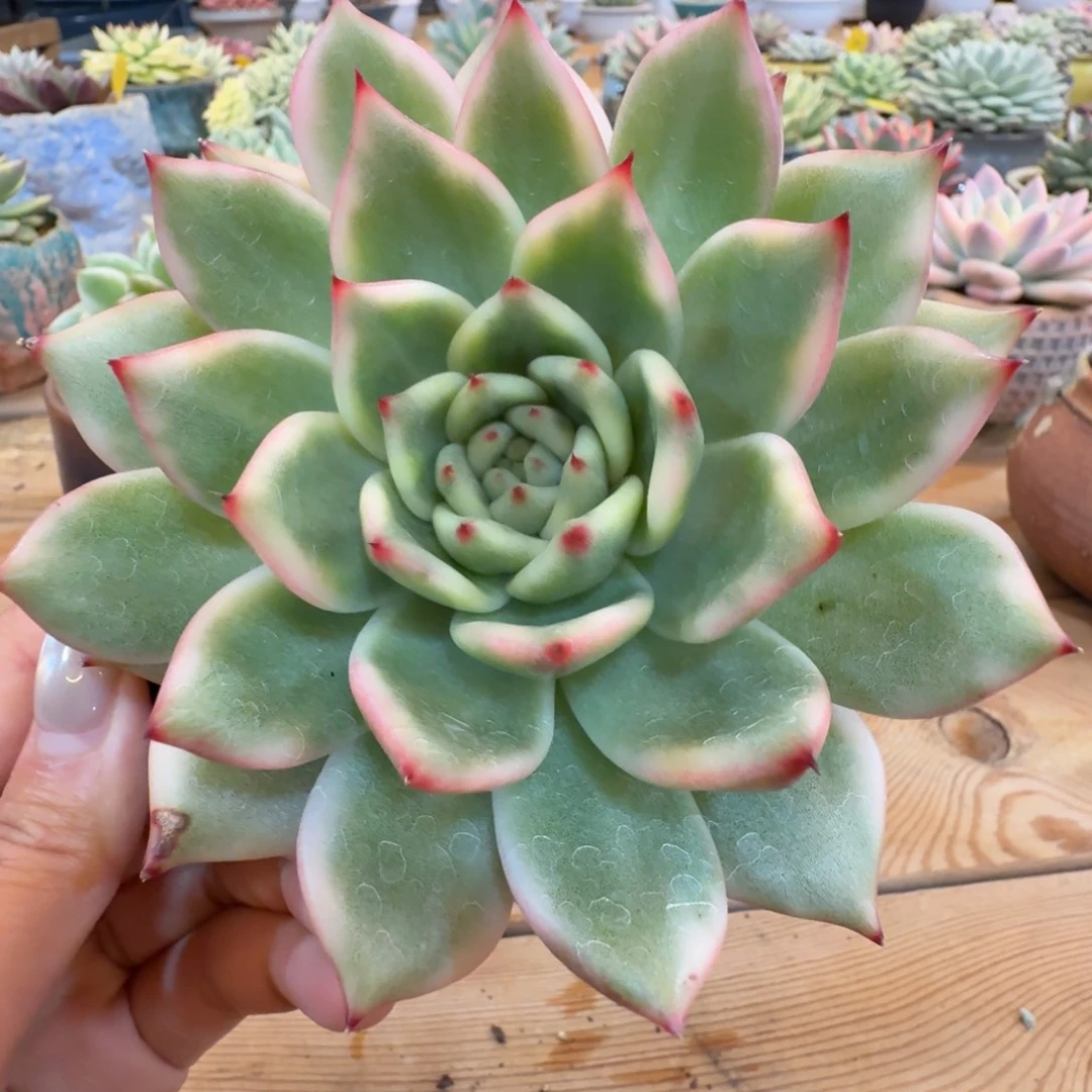 原始摩根 安吉园艺