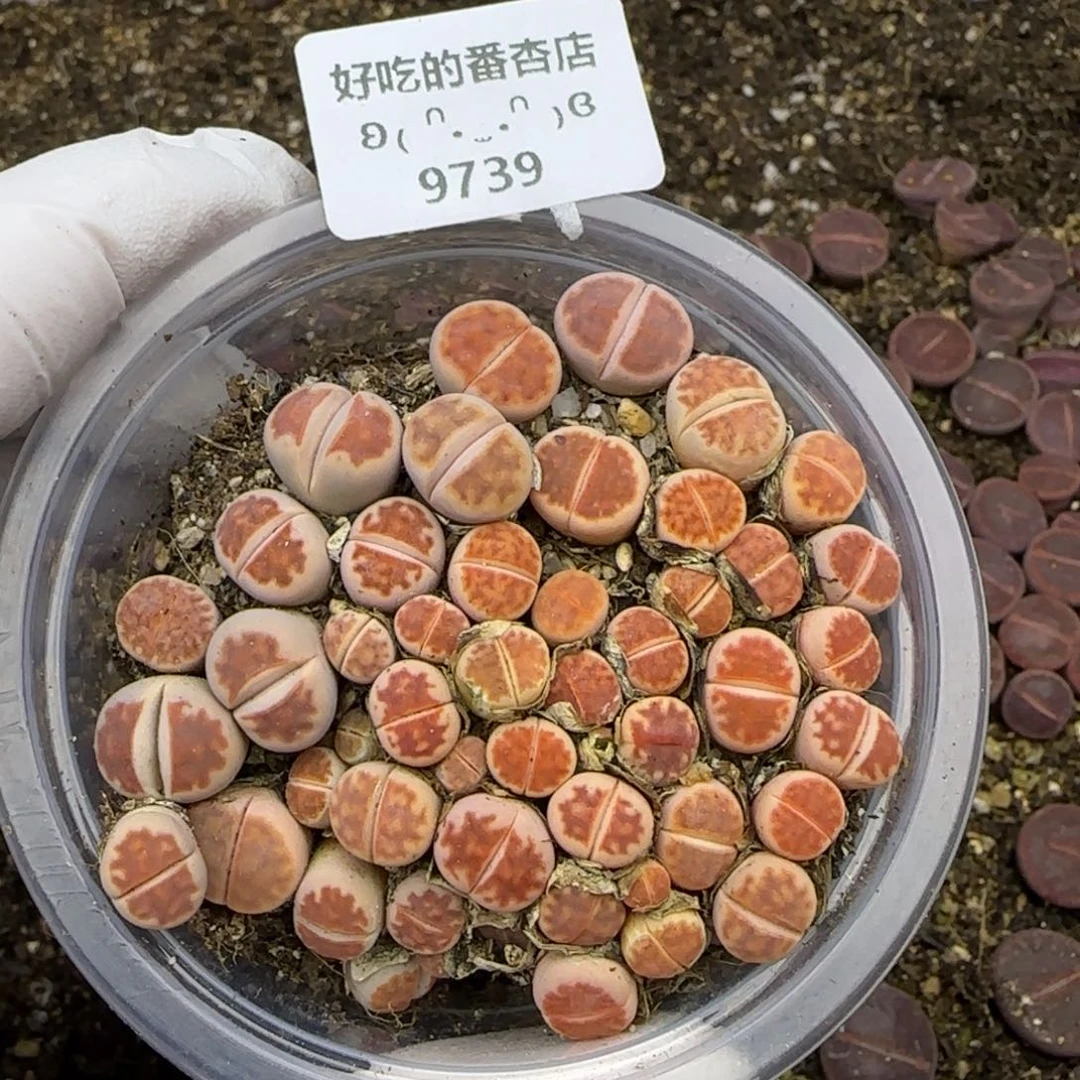 9739。默认脱土。18包邮。偏远88包邮