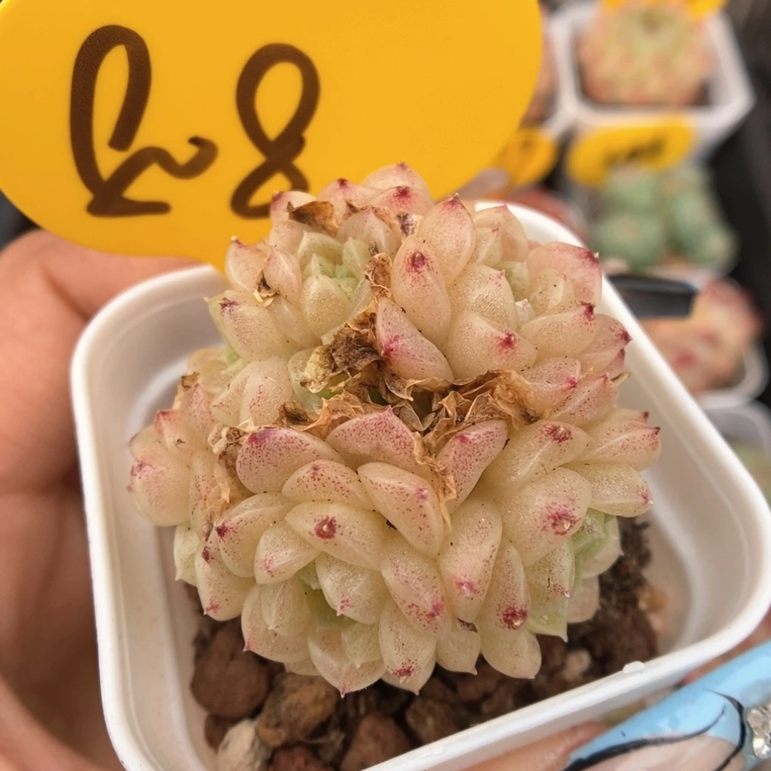 丽丽麦秆可拍808号