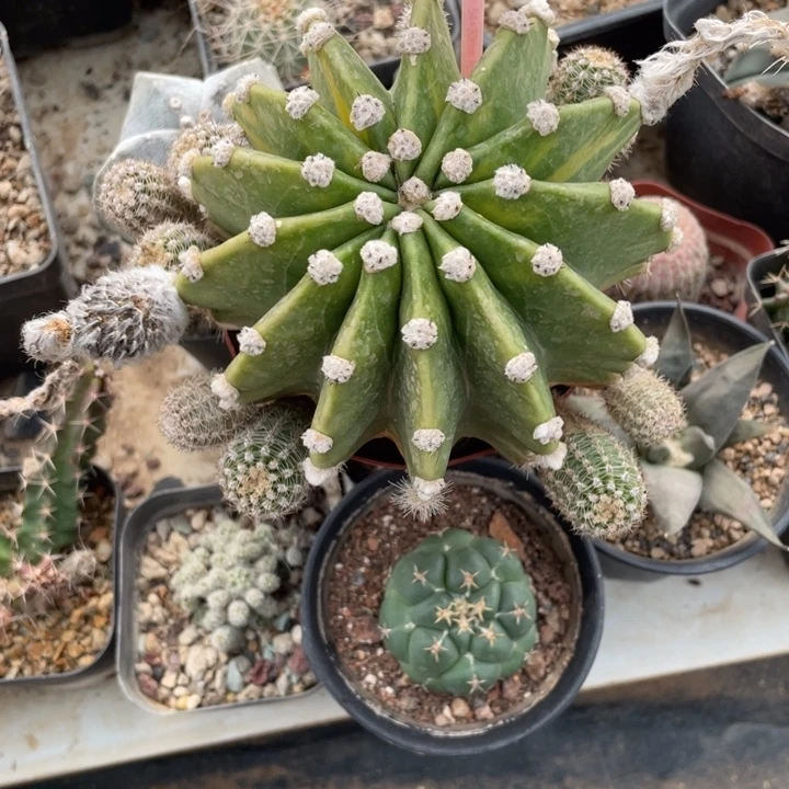 大***道世界地图锦040800000