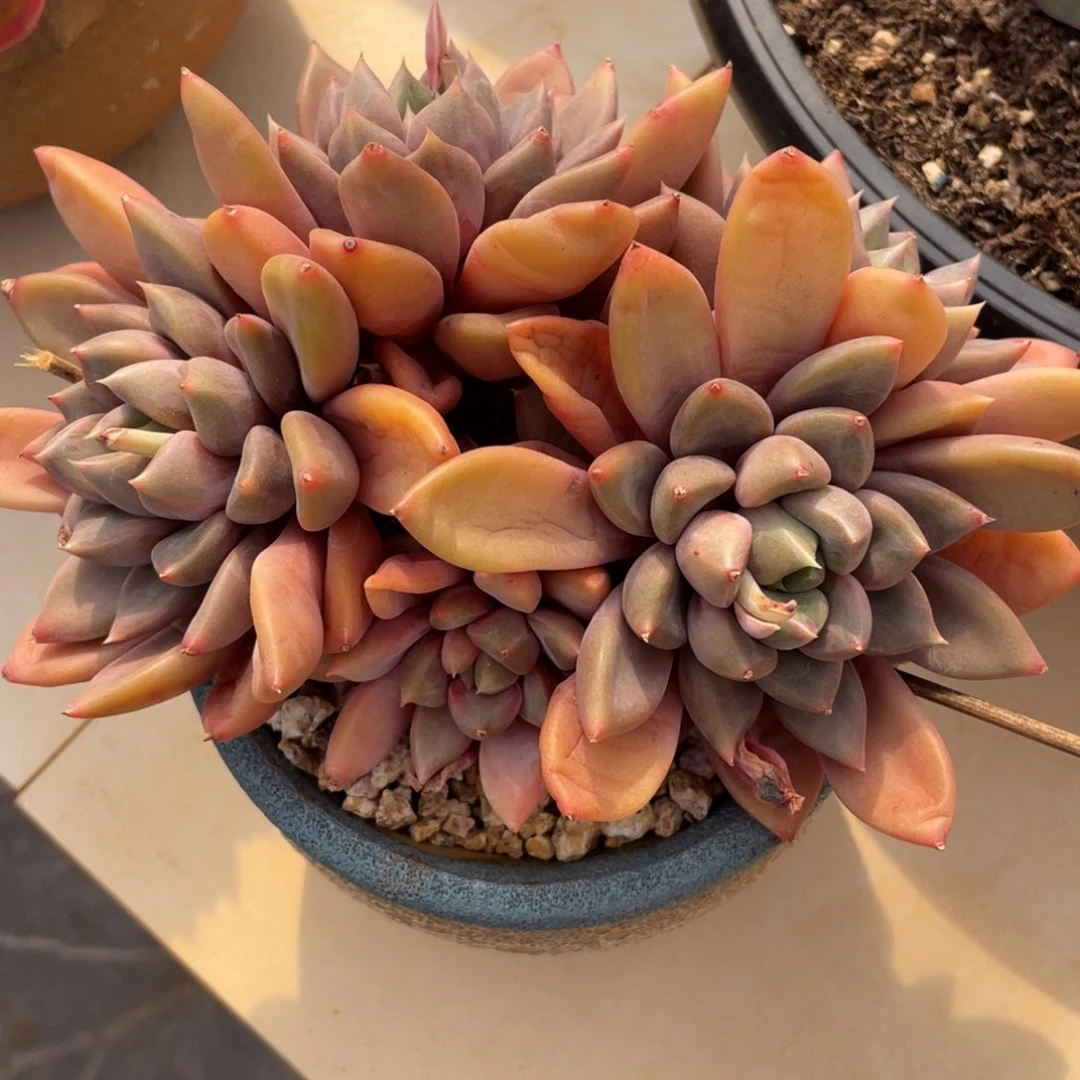 红象牙群生1134多肉多肉