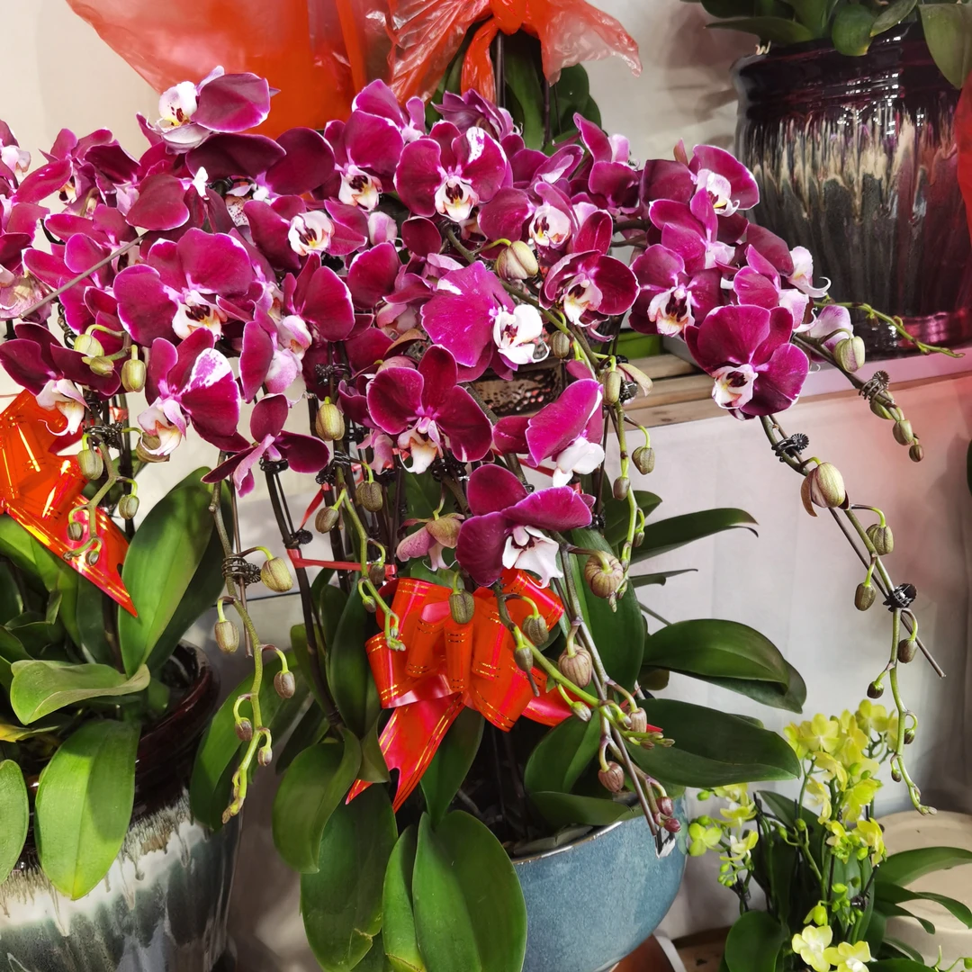 青岛本地蝴蝶兰幻影10支