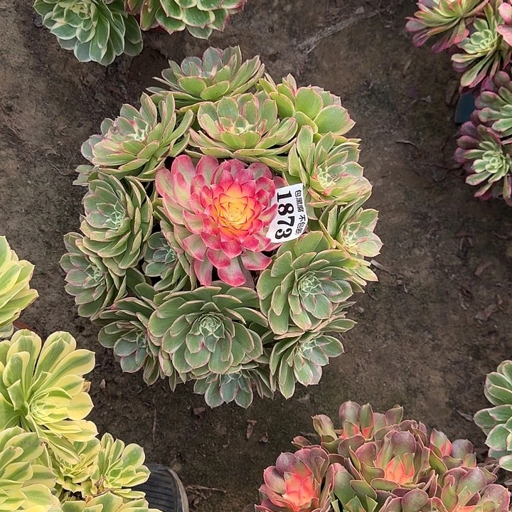 18-31法师丘比特1873