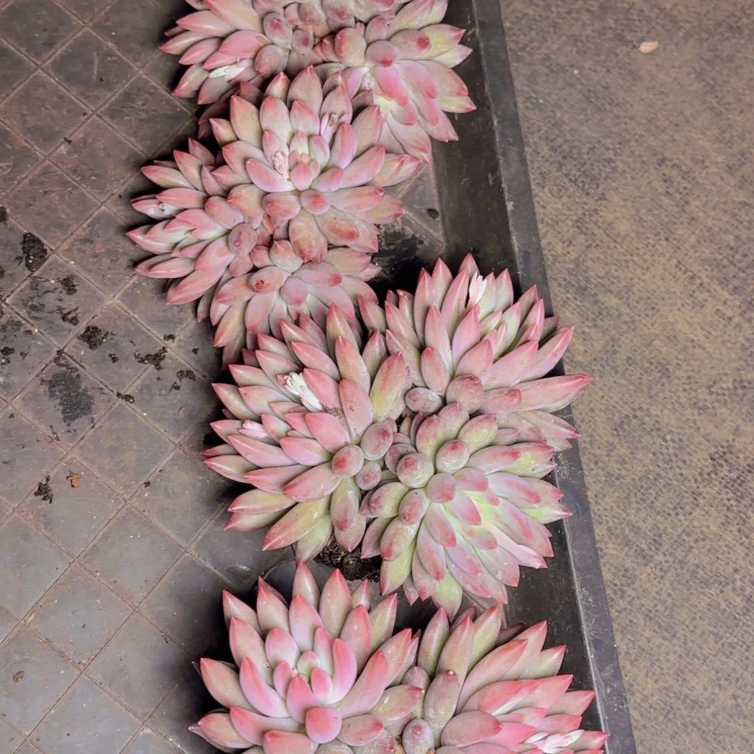 福利1111111111111车厘子1111111
