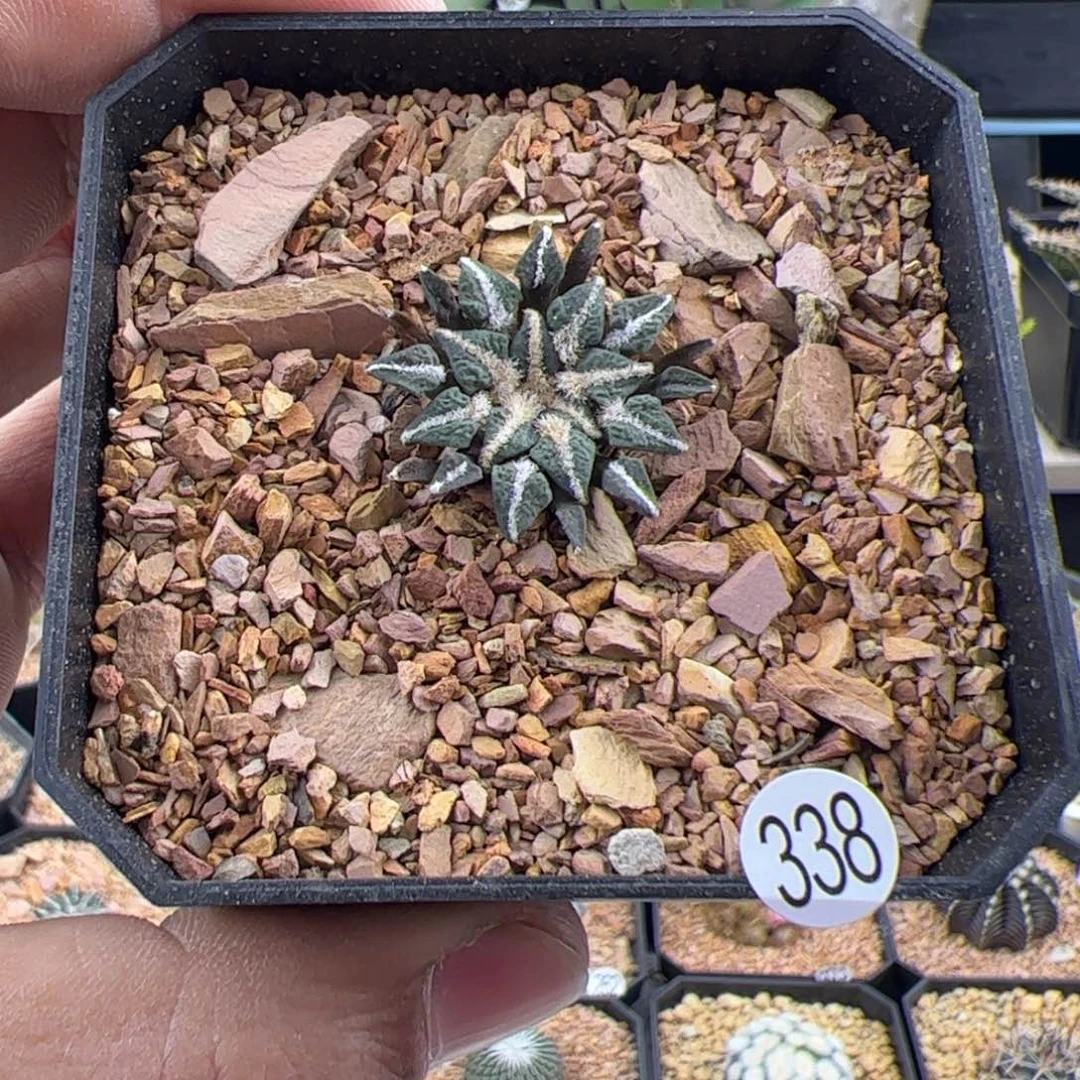 姬牡丹一物一拍338