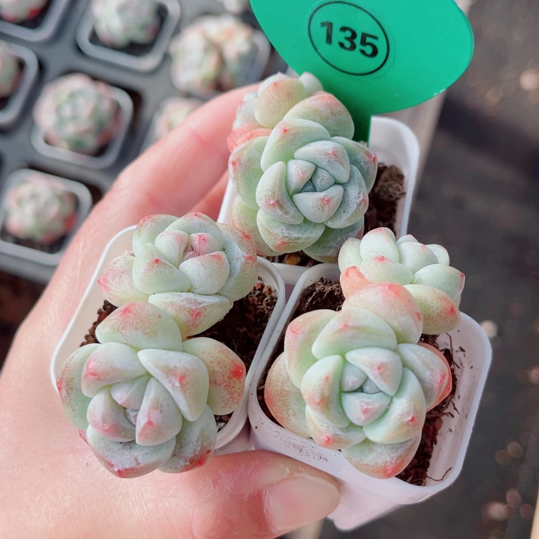 135号小老桩冰玉双头3颗组合
