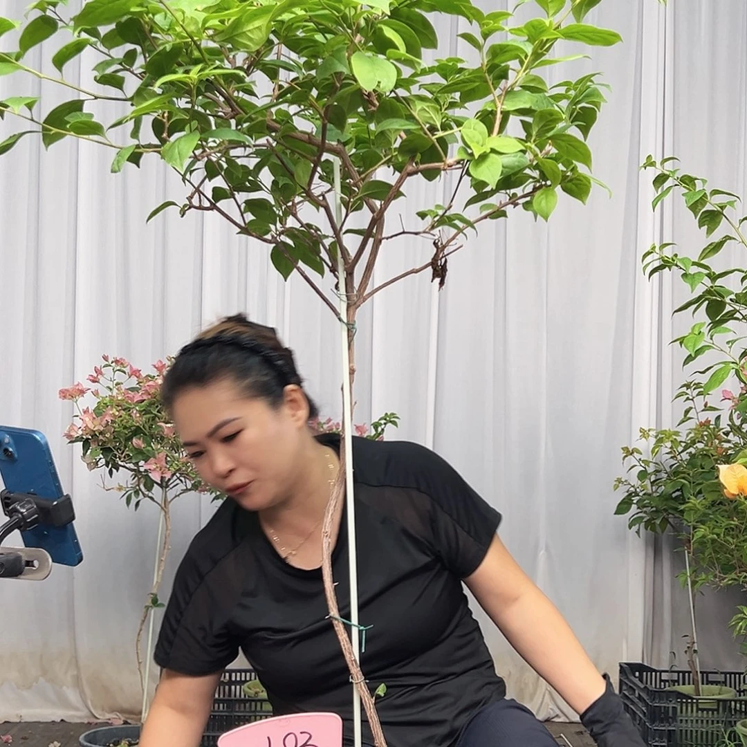 当前无花栽培后可以开花L83苏瓦娜