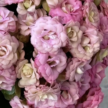 长寿花盆栽~【莉莉安】开花发货
