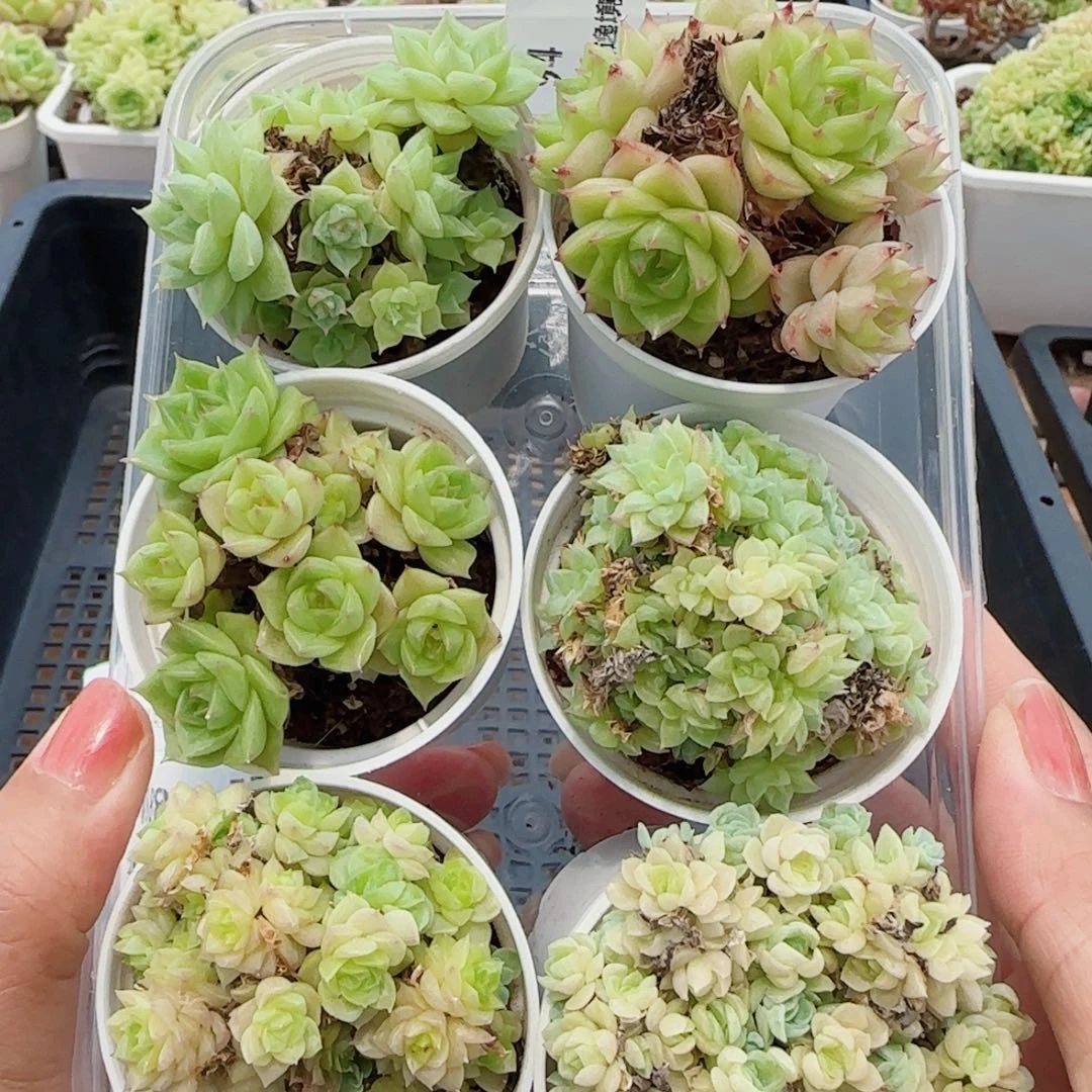 花语逸镜0730-94开播福利六个散