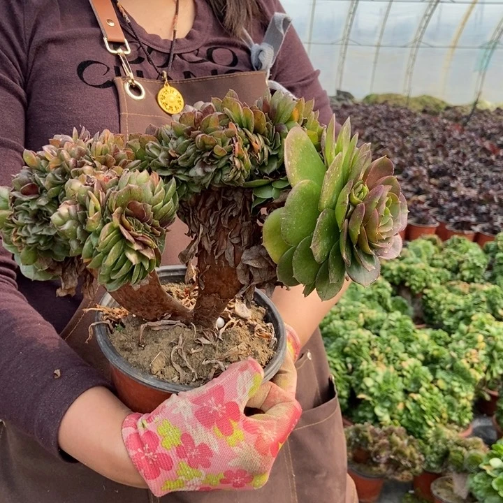 309万缀化朵朵老桩朵朵