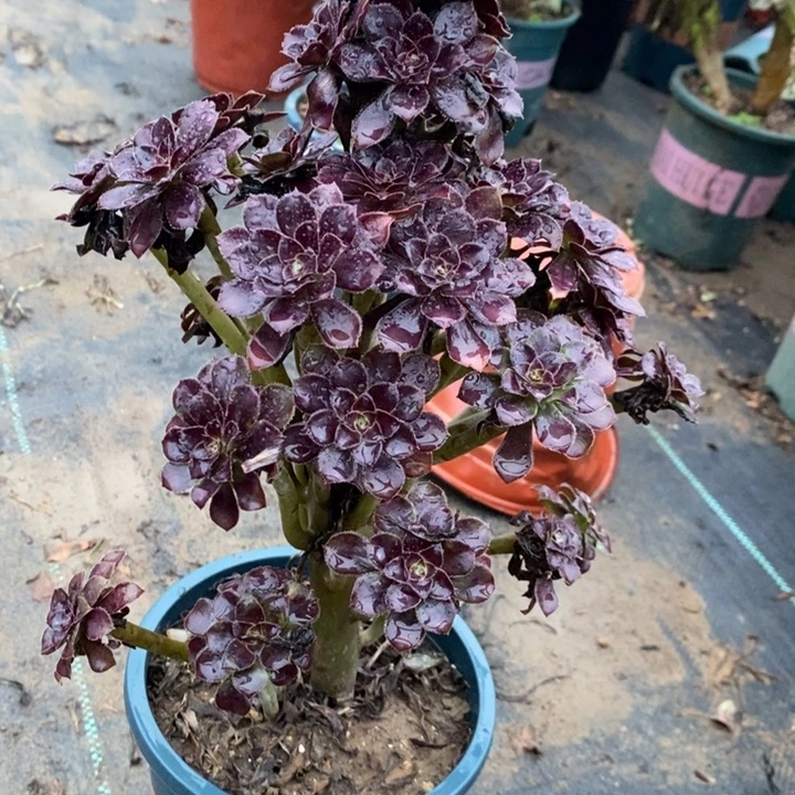 黑法38多肉植物法师