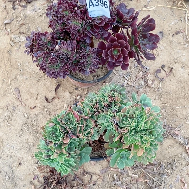 无花朵396欧紫缀玫瑰缀多肉植物