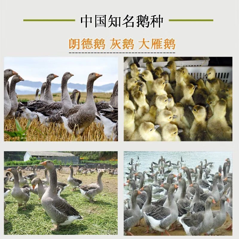 朗德鹅种蛋灰鹅蛋雁鹅种蛋受精蛋卵西南灰鹅肉鹅灰特大品种可孵化