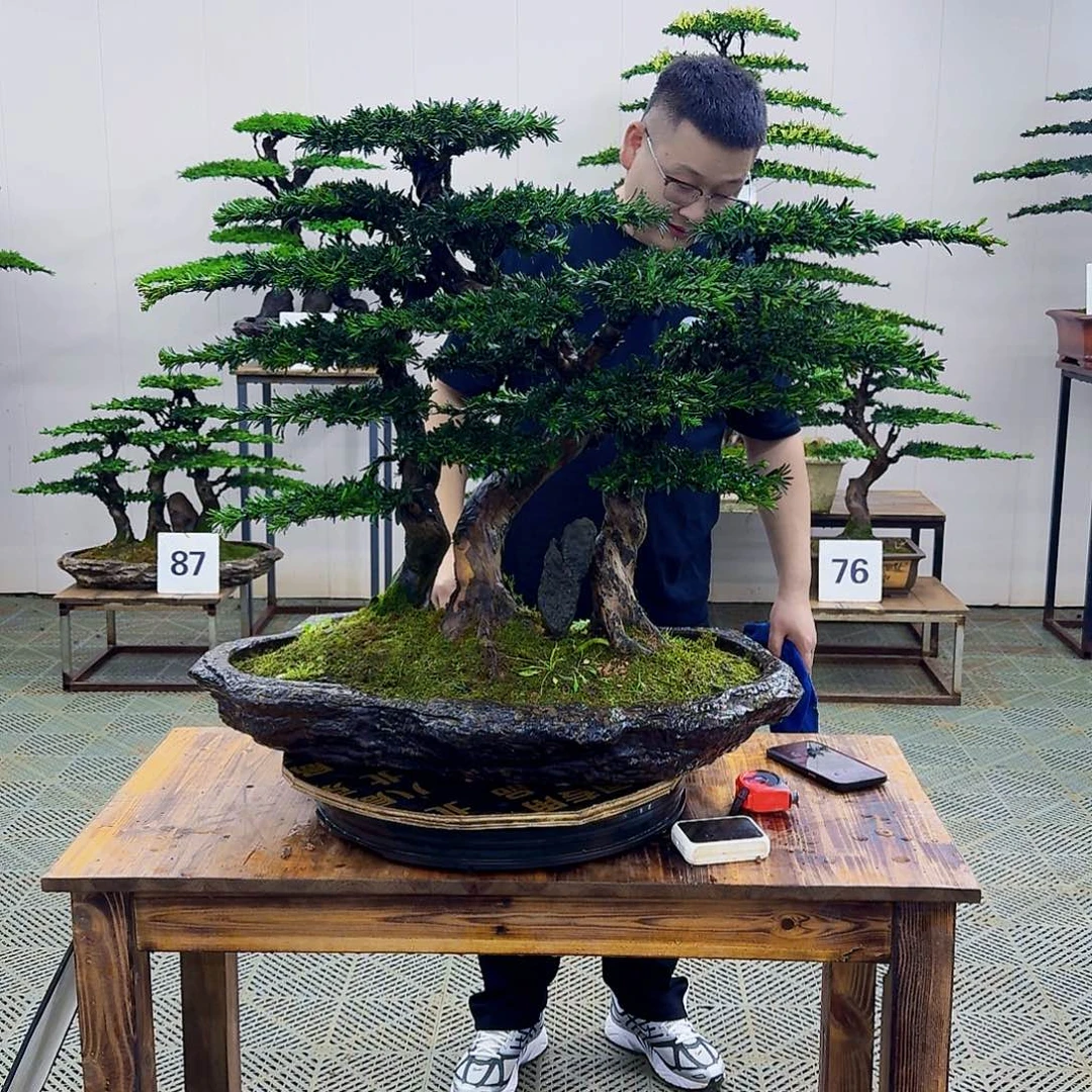 无花朵米叶罗汉松造型盆景