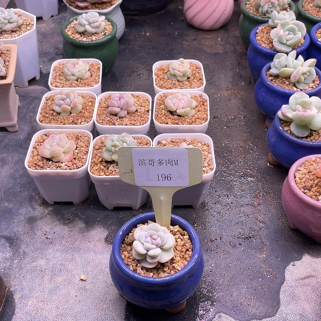 米*滨哥多肉M196紫心冰玉石化