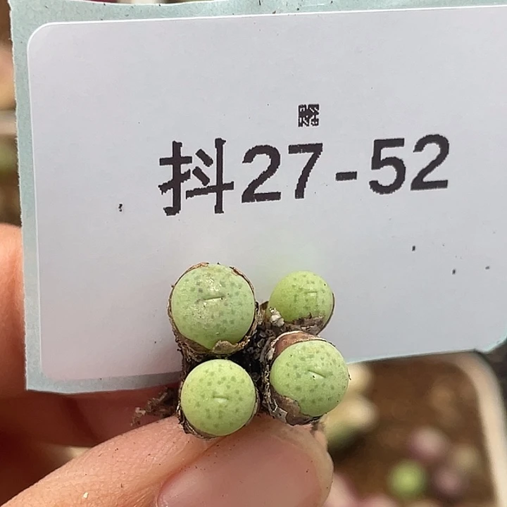 27-52肉锥多肉植物