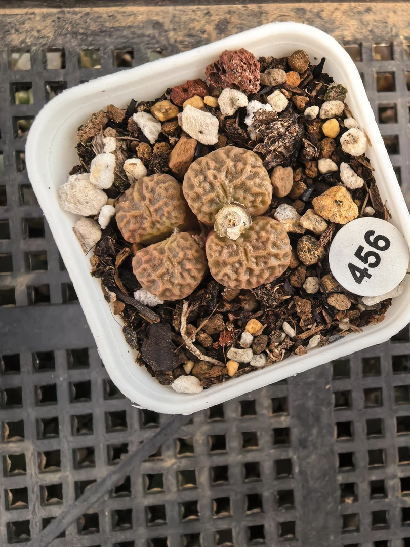 方烧4头多肉带盆