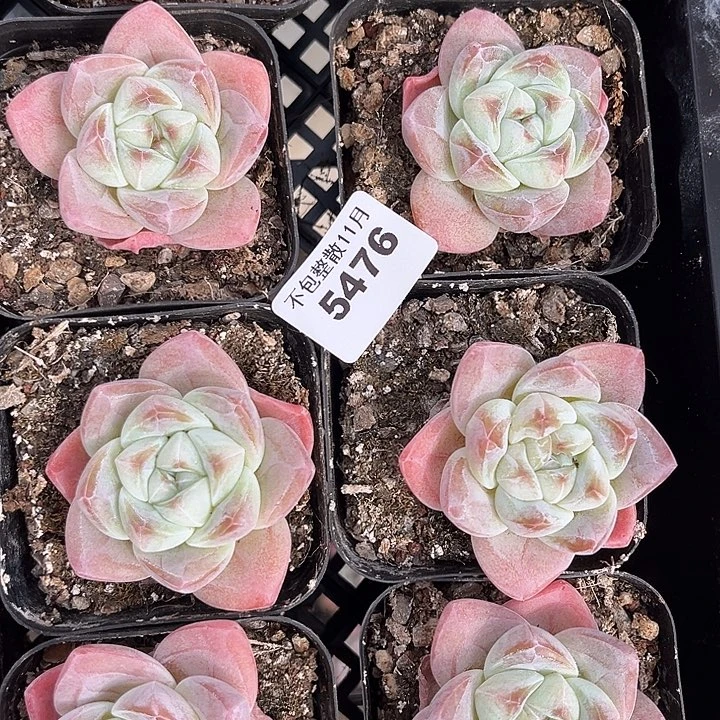 阿雅园艺。       5476冰玉四颗
