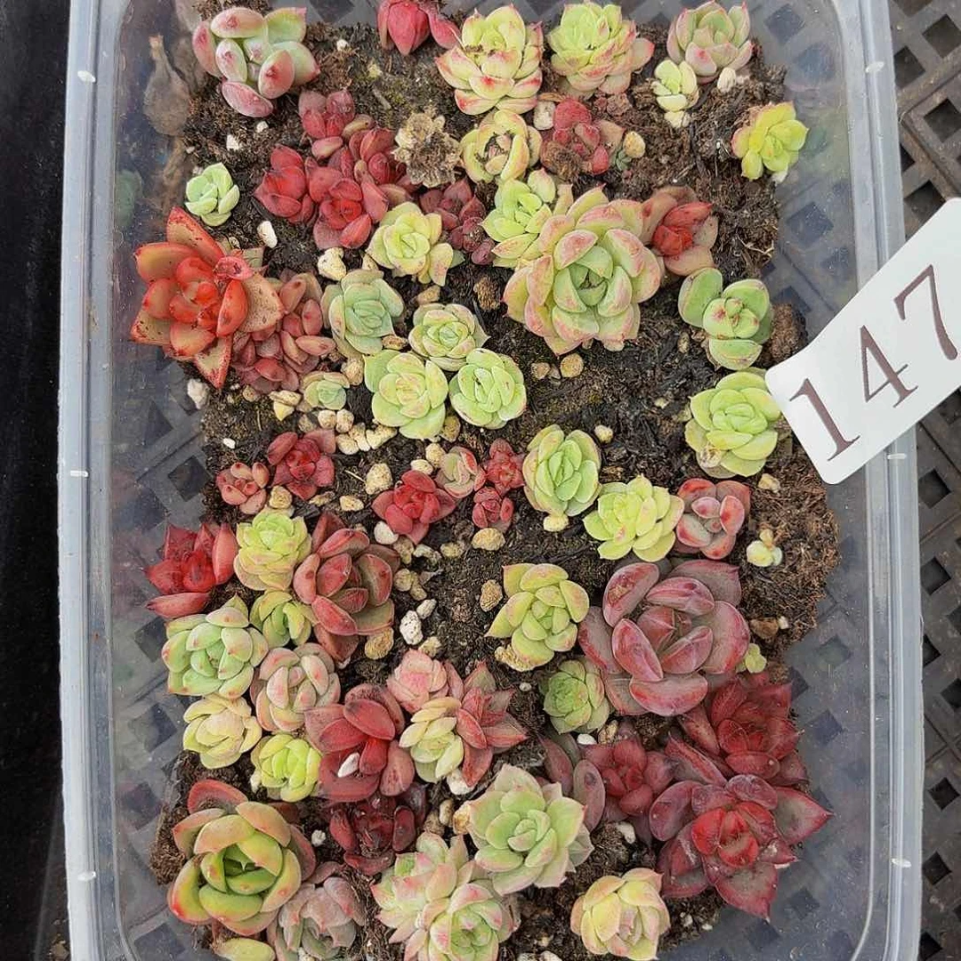 多肉植物多肉植物147