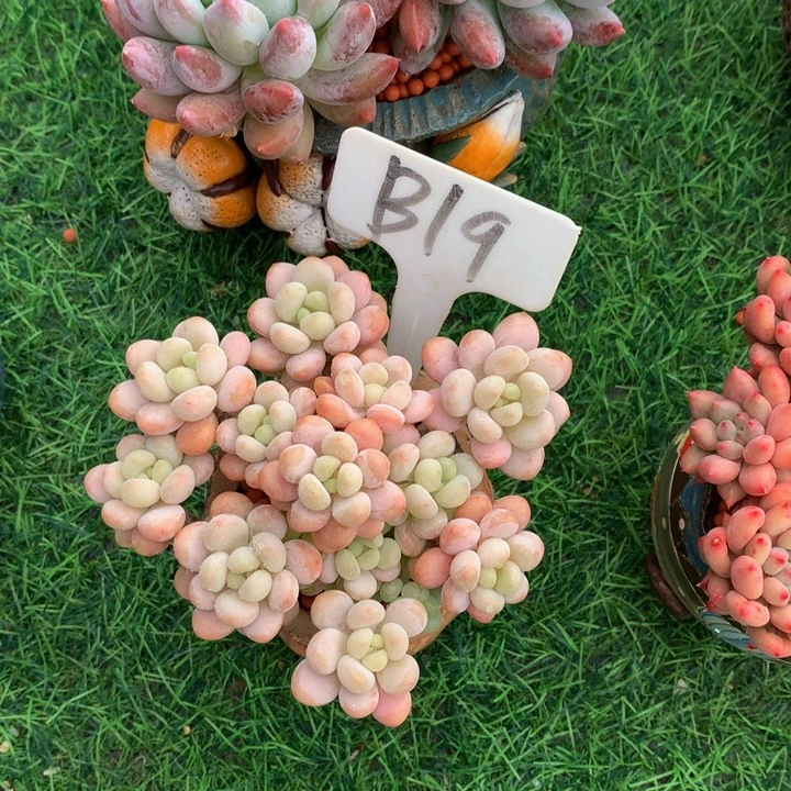 闻***闻多肉植物洛可可多肉植物6262
