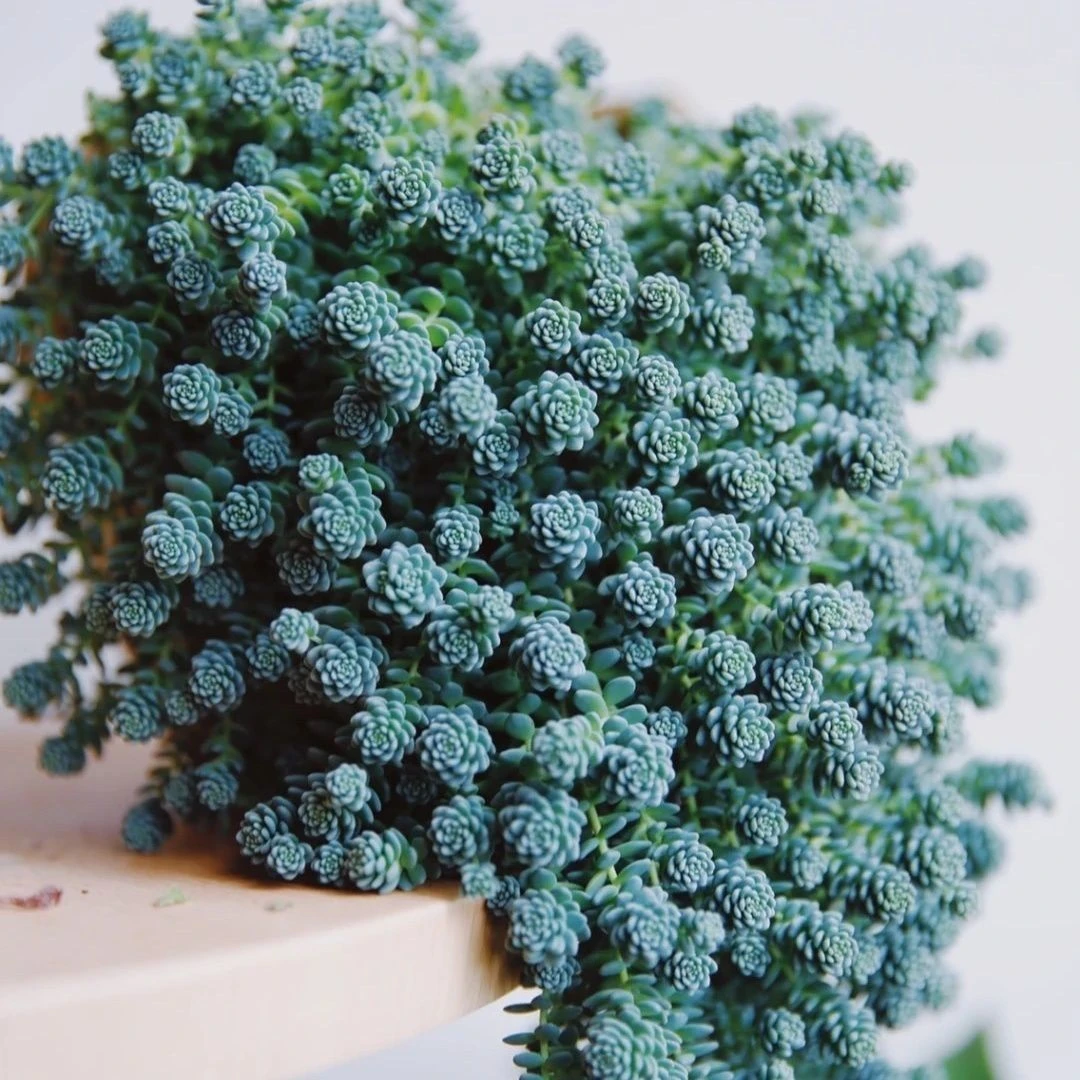 大盆旋叶姬星美人多肉植物带盆土（满15元包邮）