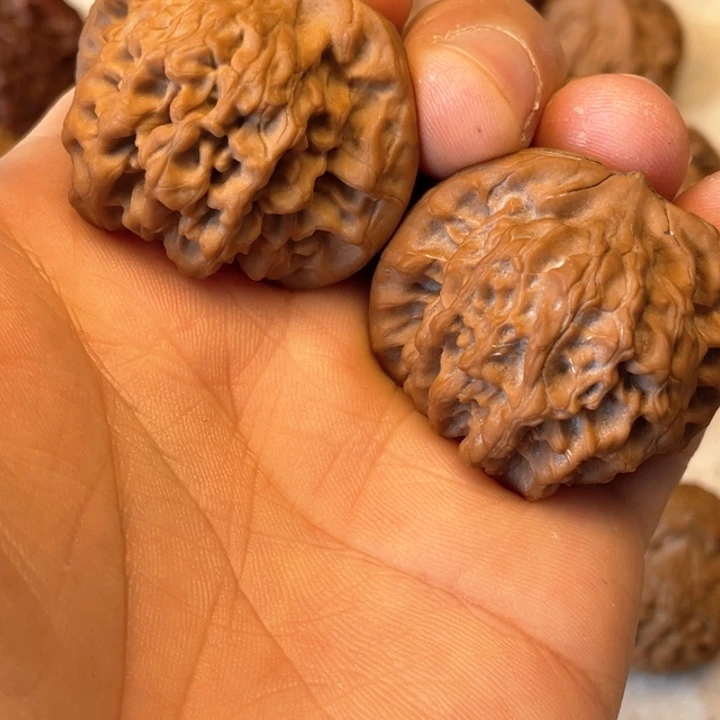 核桃其他夜*秦岭核桃秦闷