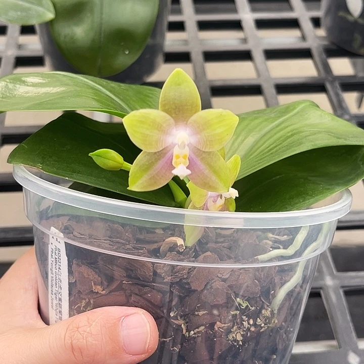 大部分花苞少量开放白虎交紫罗兰宝石