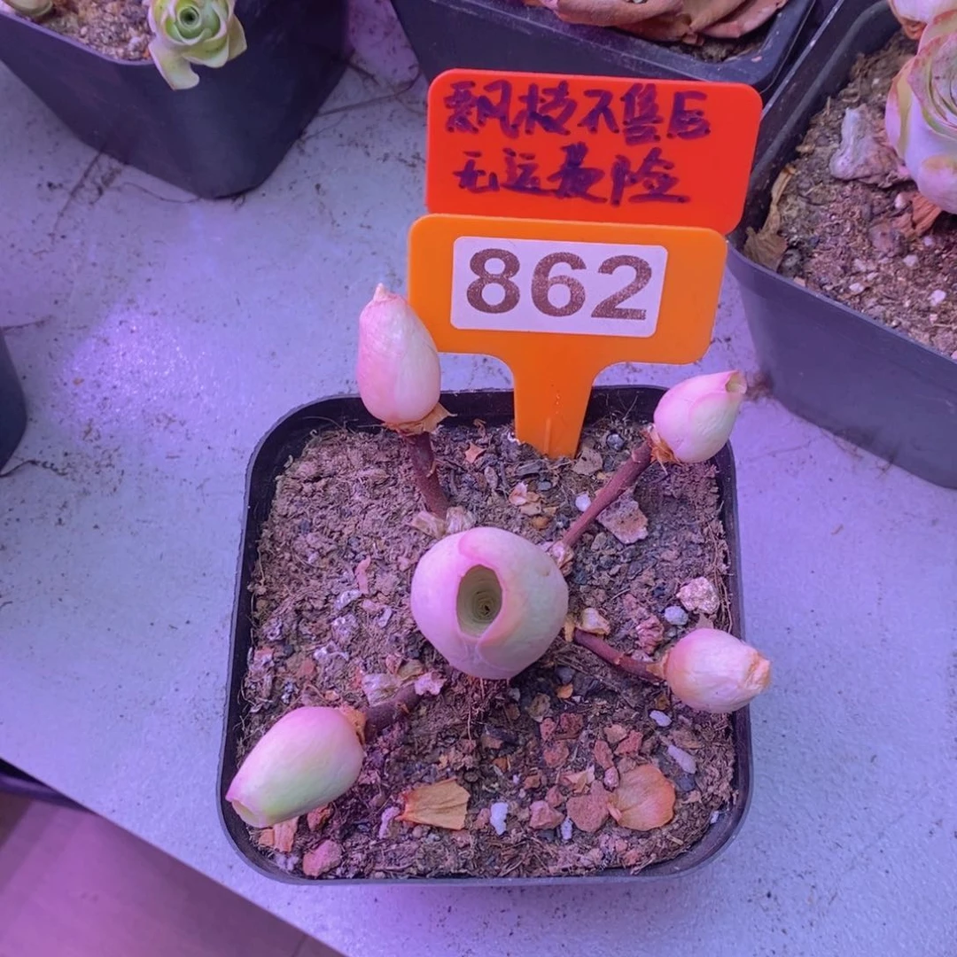 敏****多头玫瑰一物一拍862