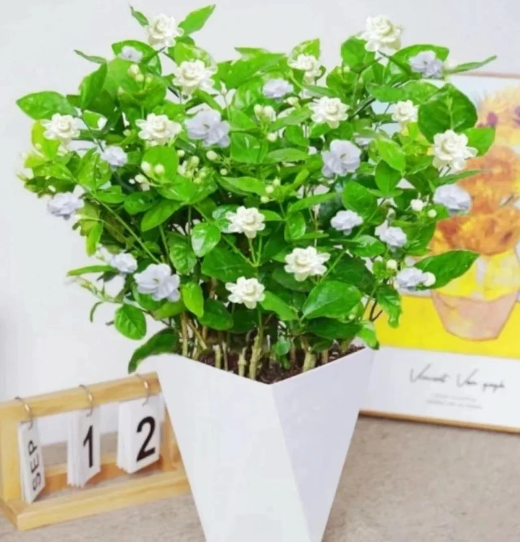 【带花苞】茉莉花盆栽重瓣浓香开花四季不断好养室内阳台花卉绿植