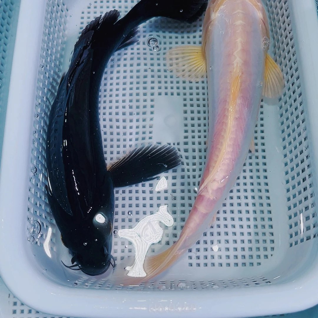 锦鲤锦鲤冷水观赏鱼