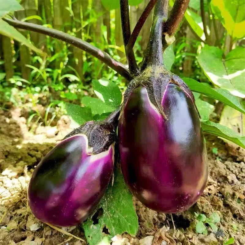 【敖会长】代收老品种新鲜圆茄子