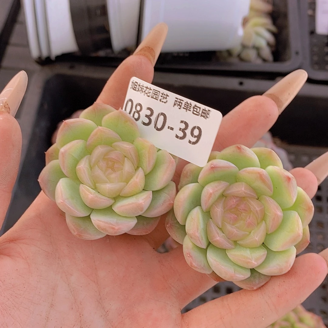 0830-39-透芯白桃汽水单头福利一颗量拍