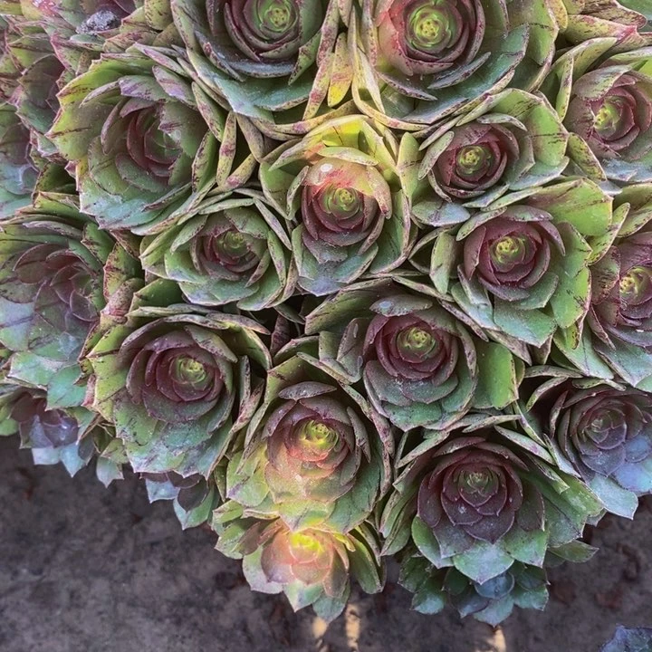 万圣节黑拉丝一颗超大颗