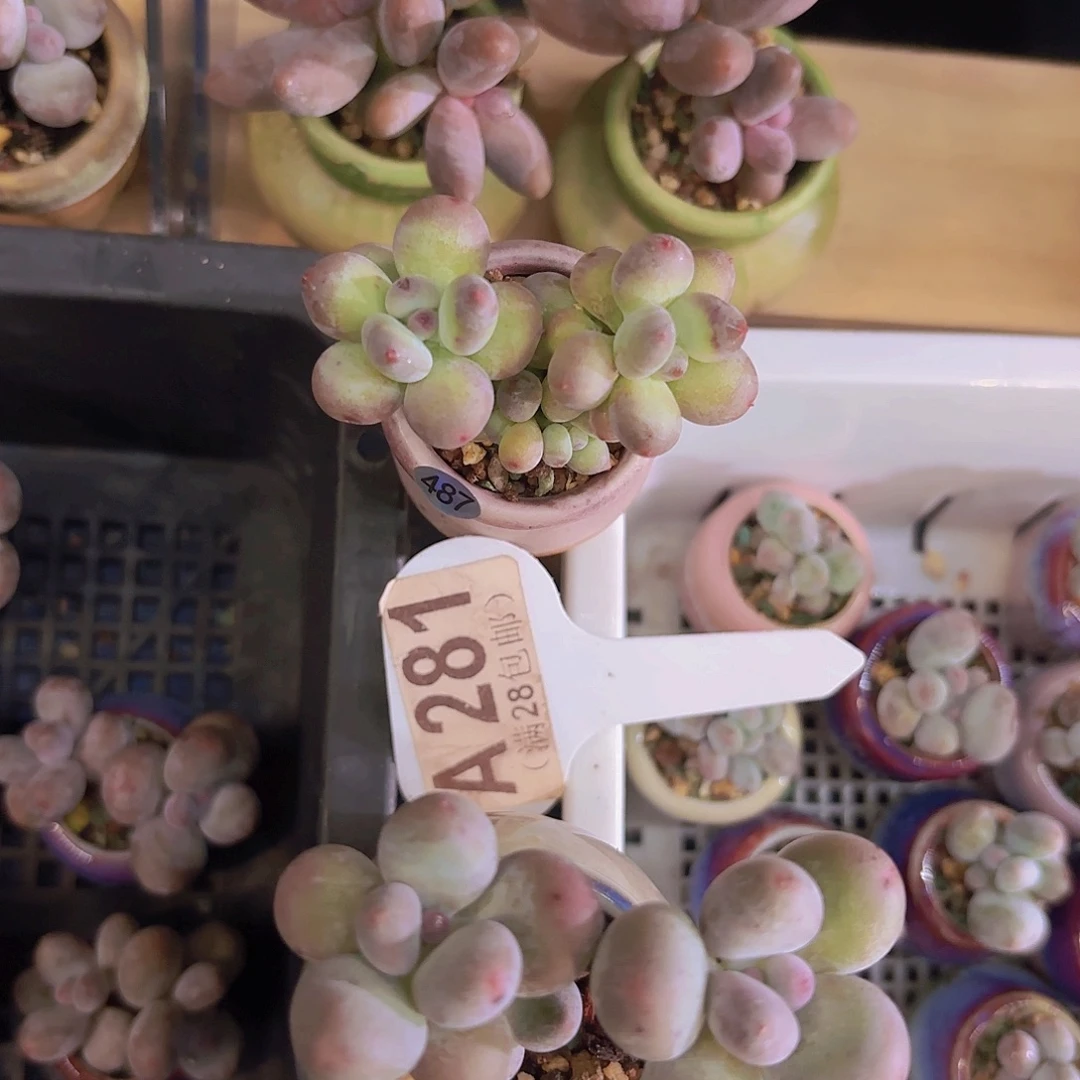 A281萤火虫一物一拍