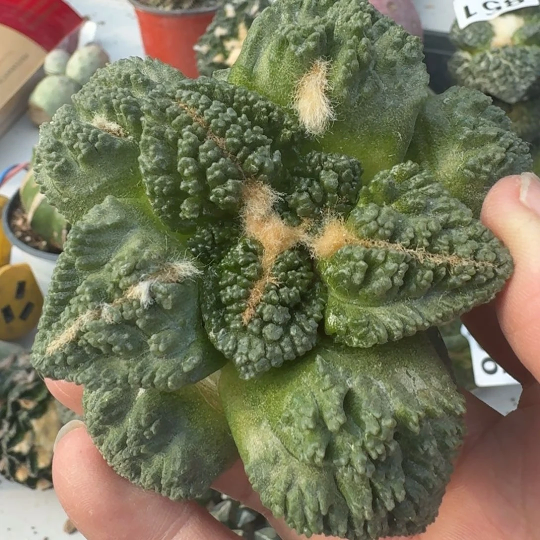 【闪购商品】落地大尤龟甲